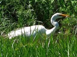 Image of Ardea Linnaeus 1758