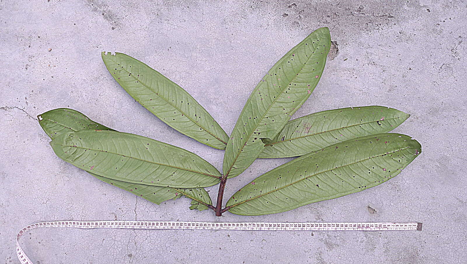 Image of Myrcia obversa (D. Legrand) E. Lucas & C. E. Wilson