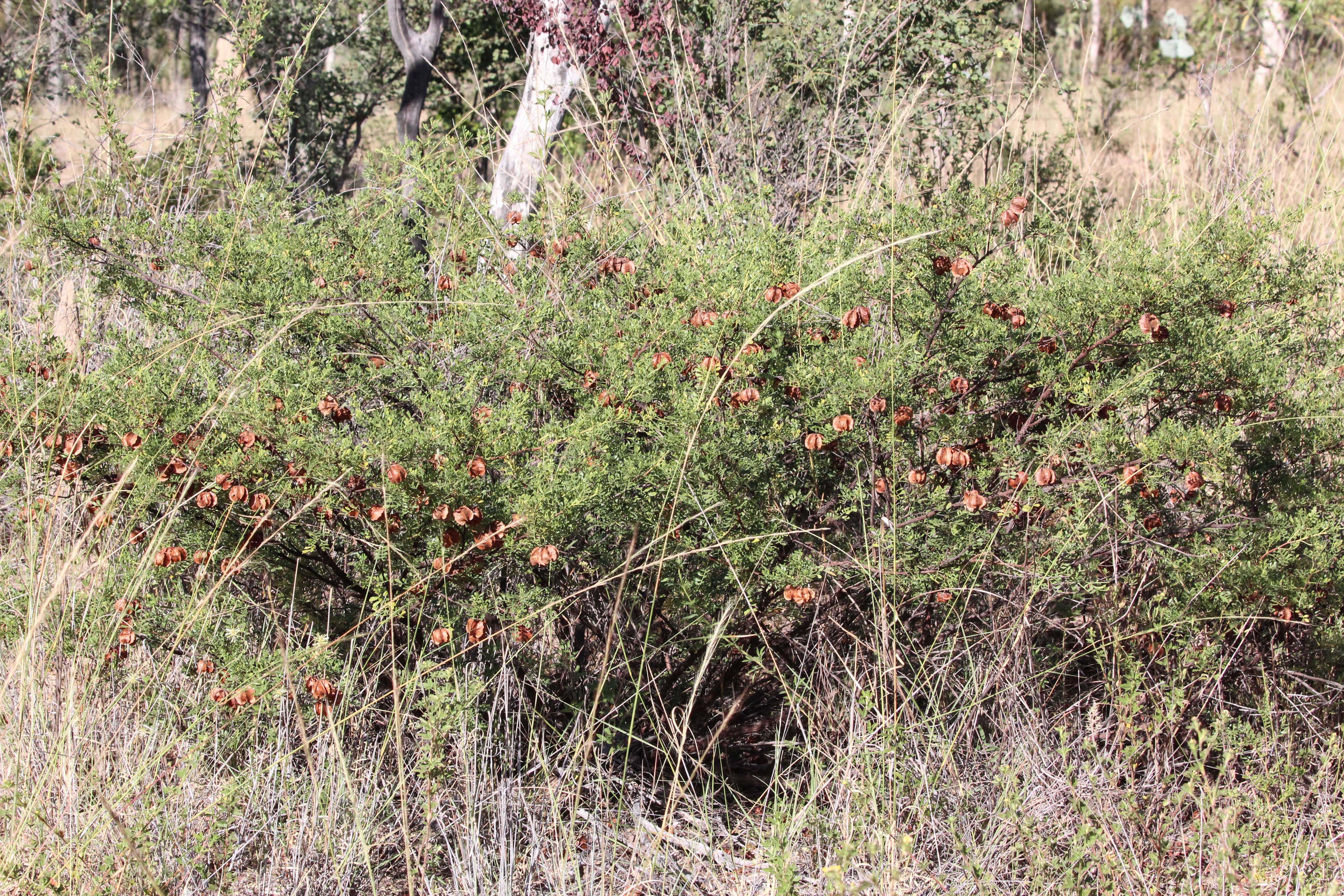 Image de Dodonaea physocarpa F. Müll.