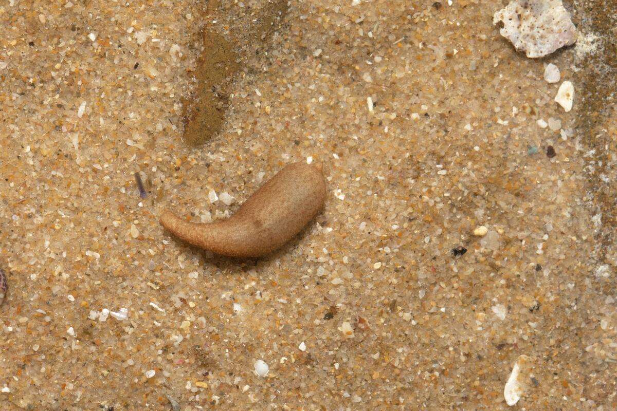 Image of peanut worms