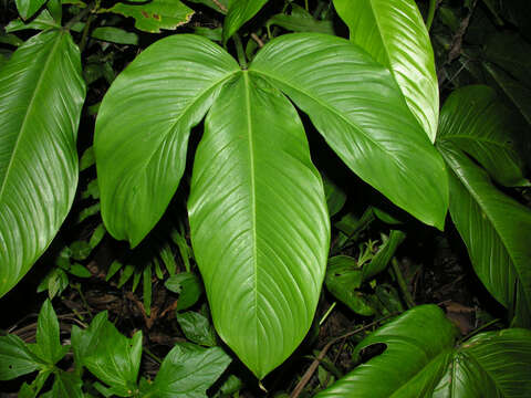 Image of Philodendron tripartitum (Jacq.) Schott