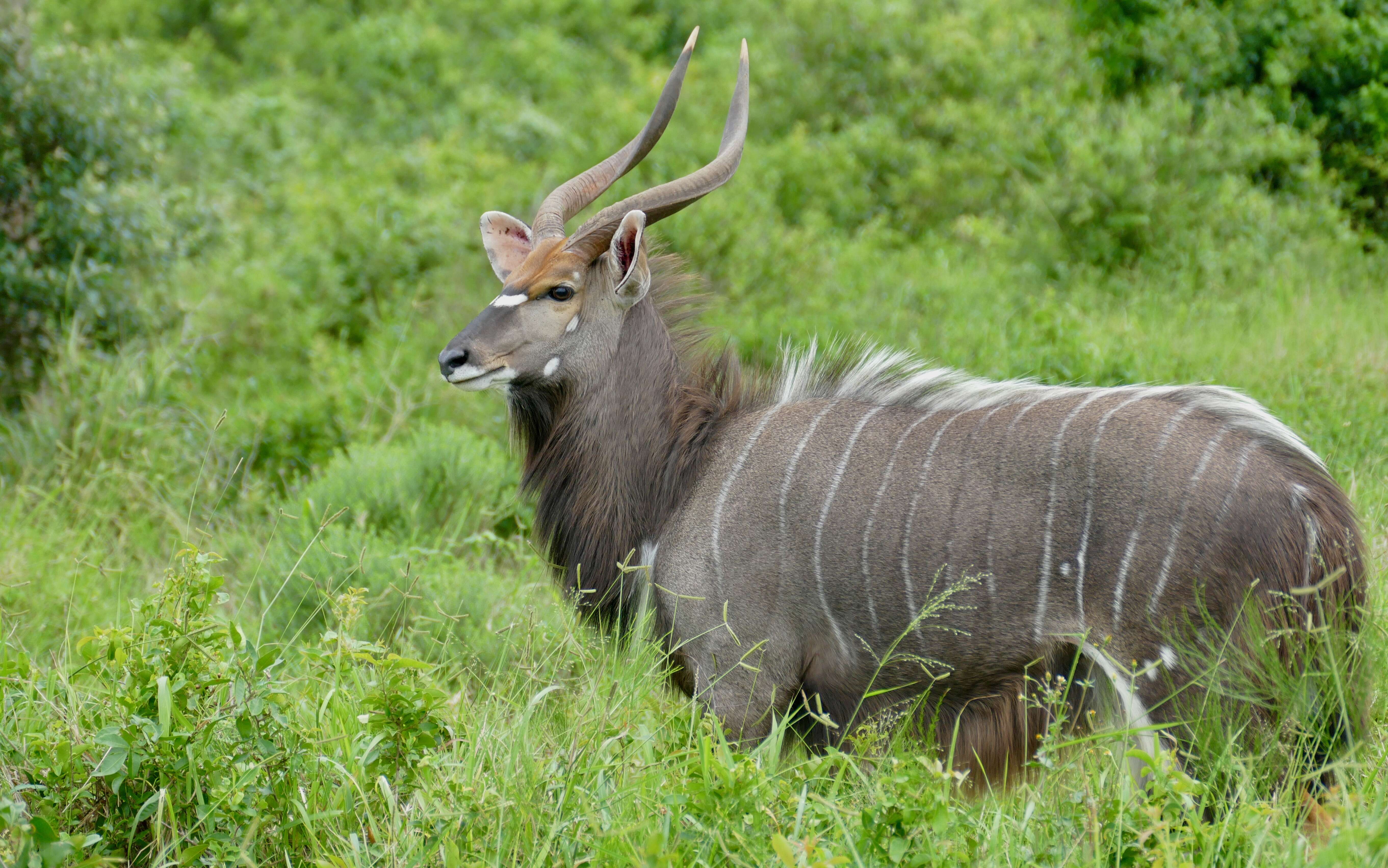 Image of Spiral-horned Antelope