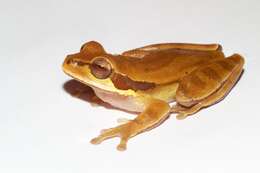 Image of Mexican Treefrogs