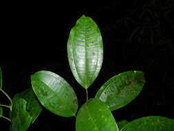 Image of Miconia hondurensis Donn. Sm.