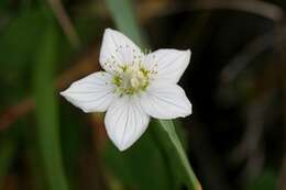 Слика од Parnassia palustris L.