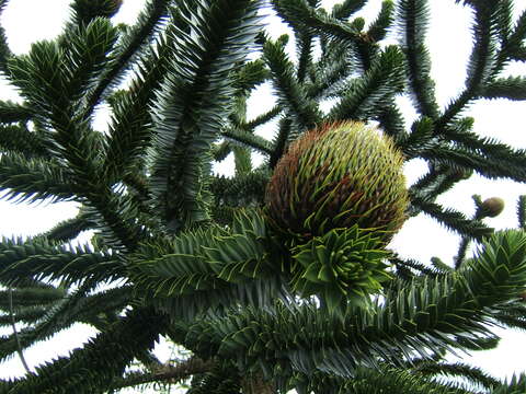 Image of Araucaria