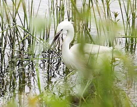 Image of Little Egret