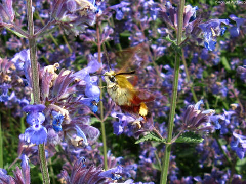 Image of Hemaris Dalman 1816