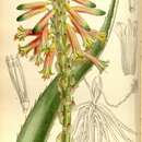 Sivun Aloe brachystachys Baker kuva