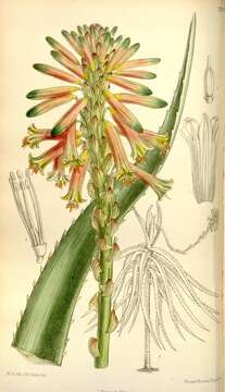 Image of Aloe brachystachys Baker