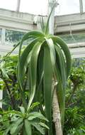 Image of Tree Aloes