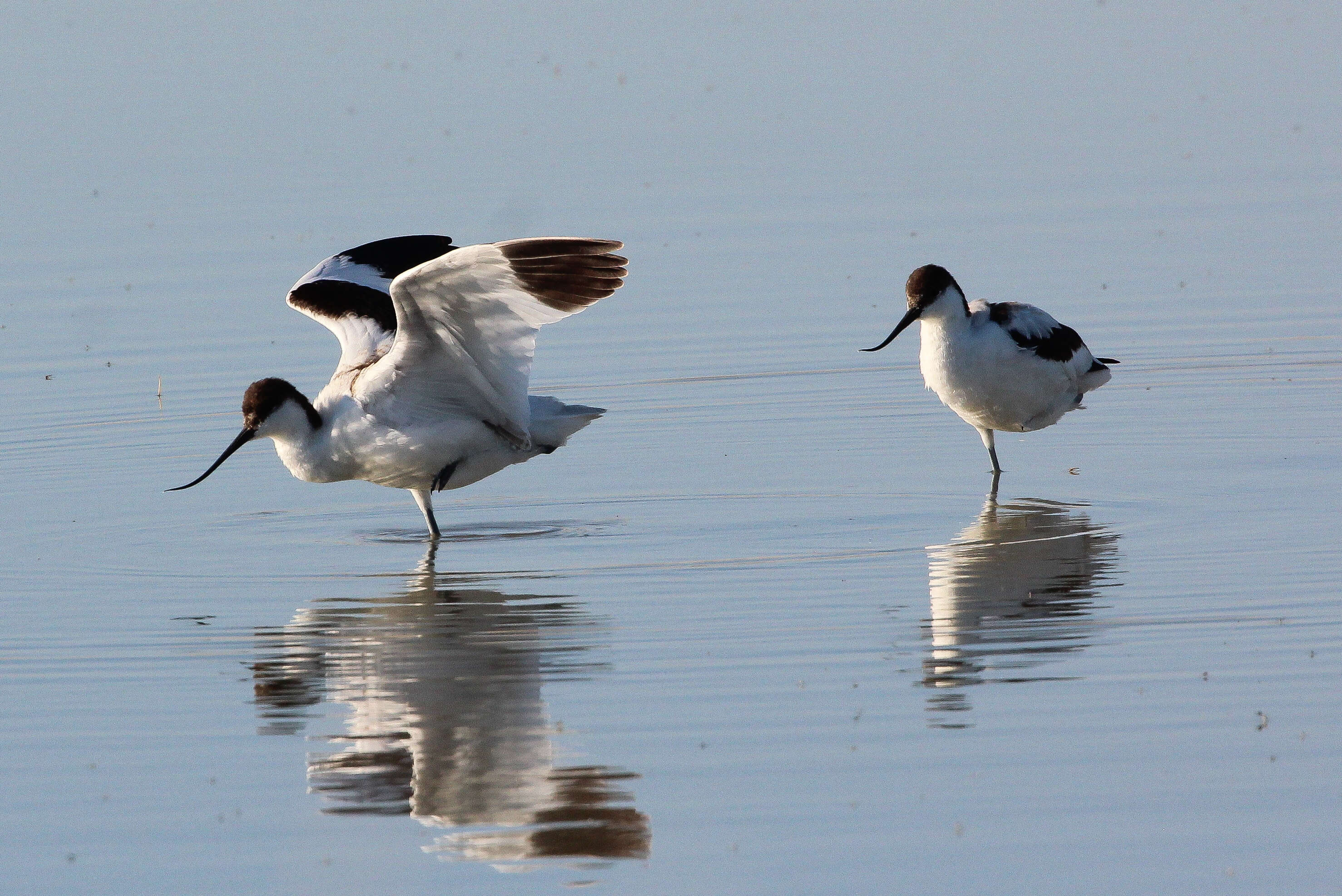 Image of Charadriformes