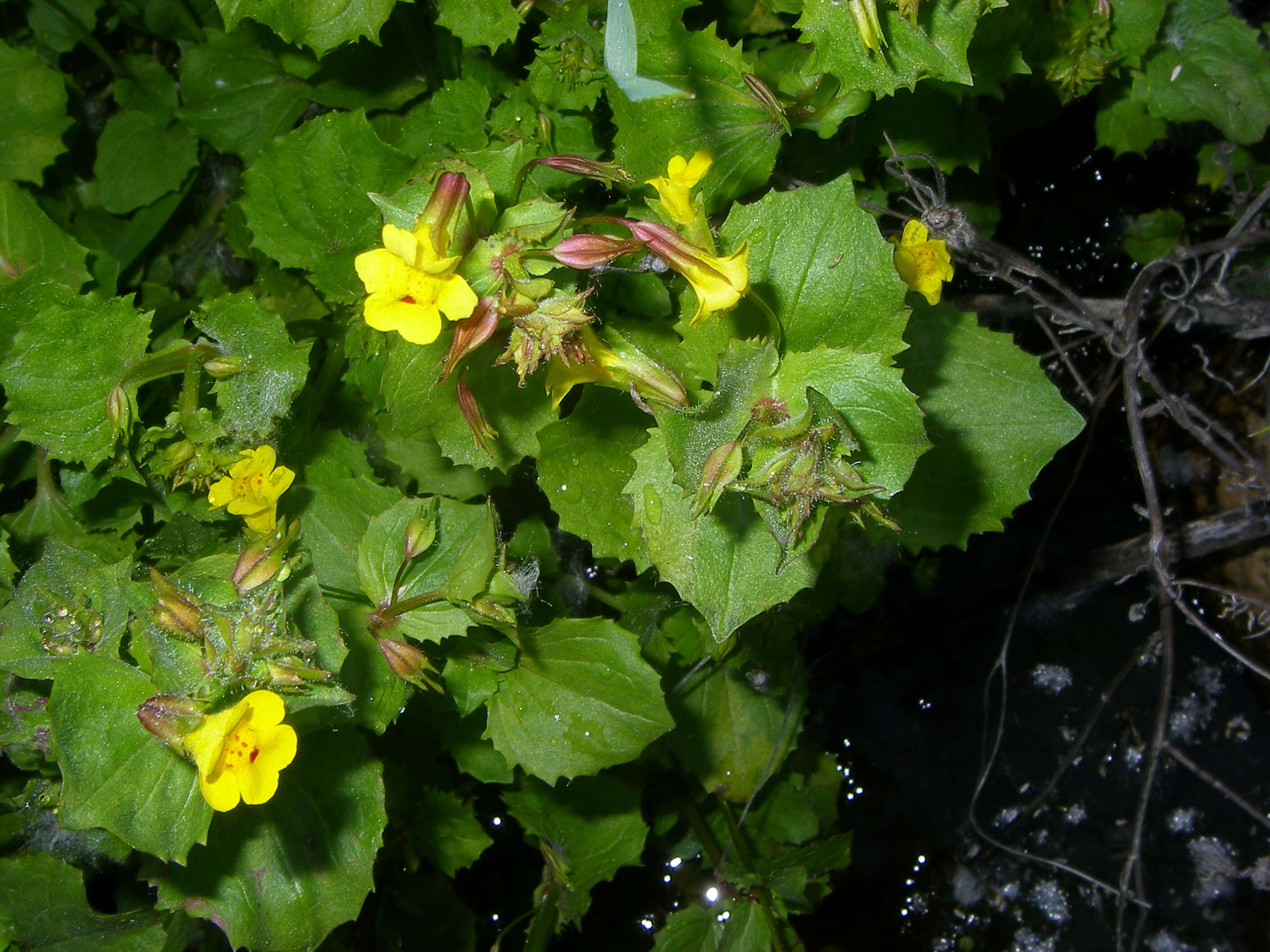 Image of Mimulus