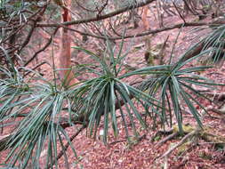 Image of umbrella-pine family