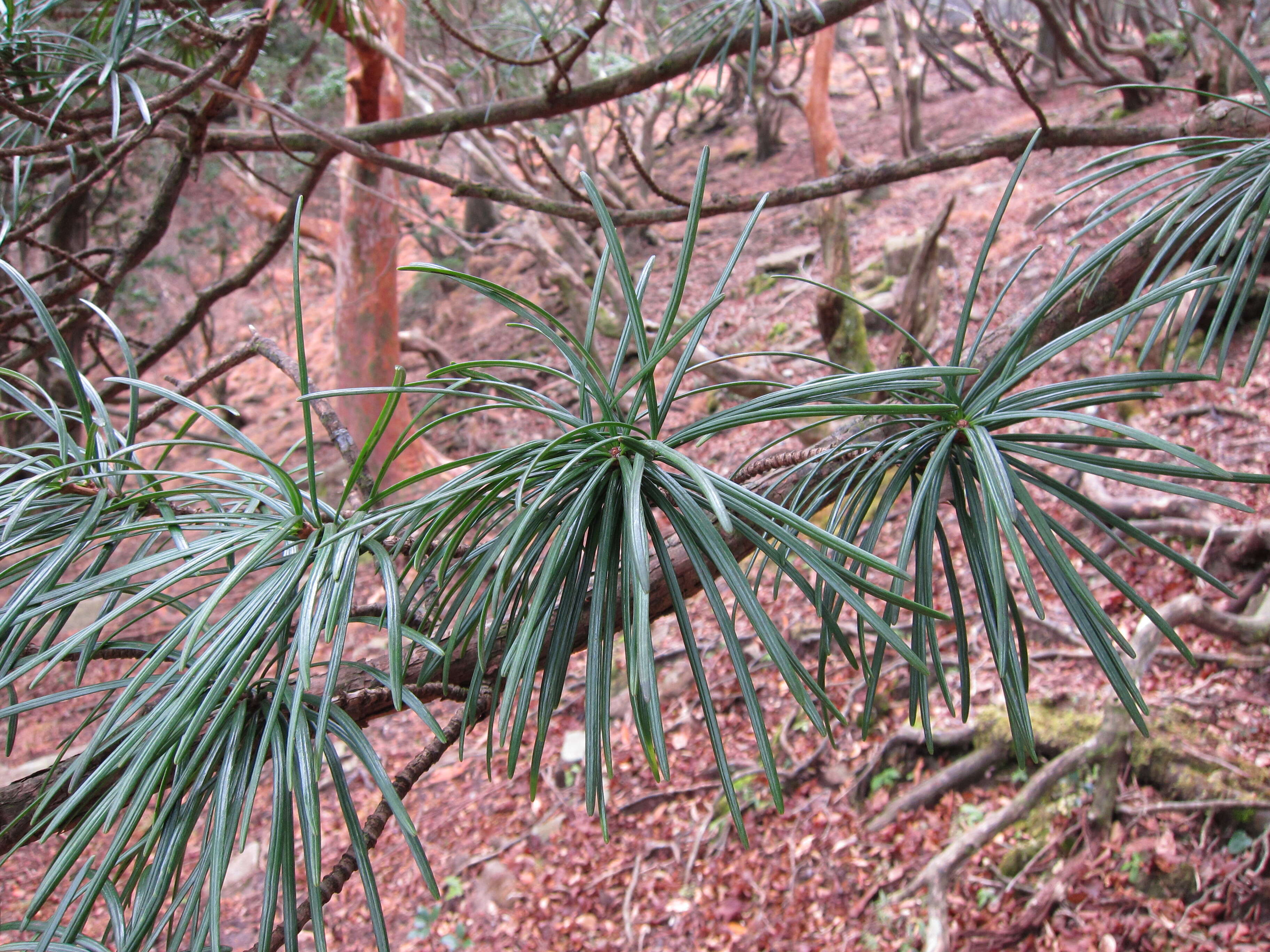 Image of umbrella-pine family