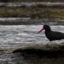 Image of Haematopus haematopus