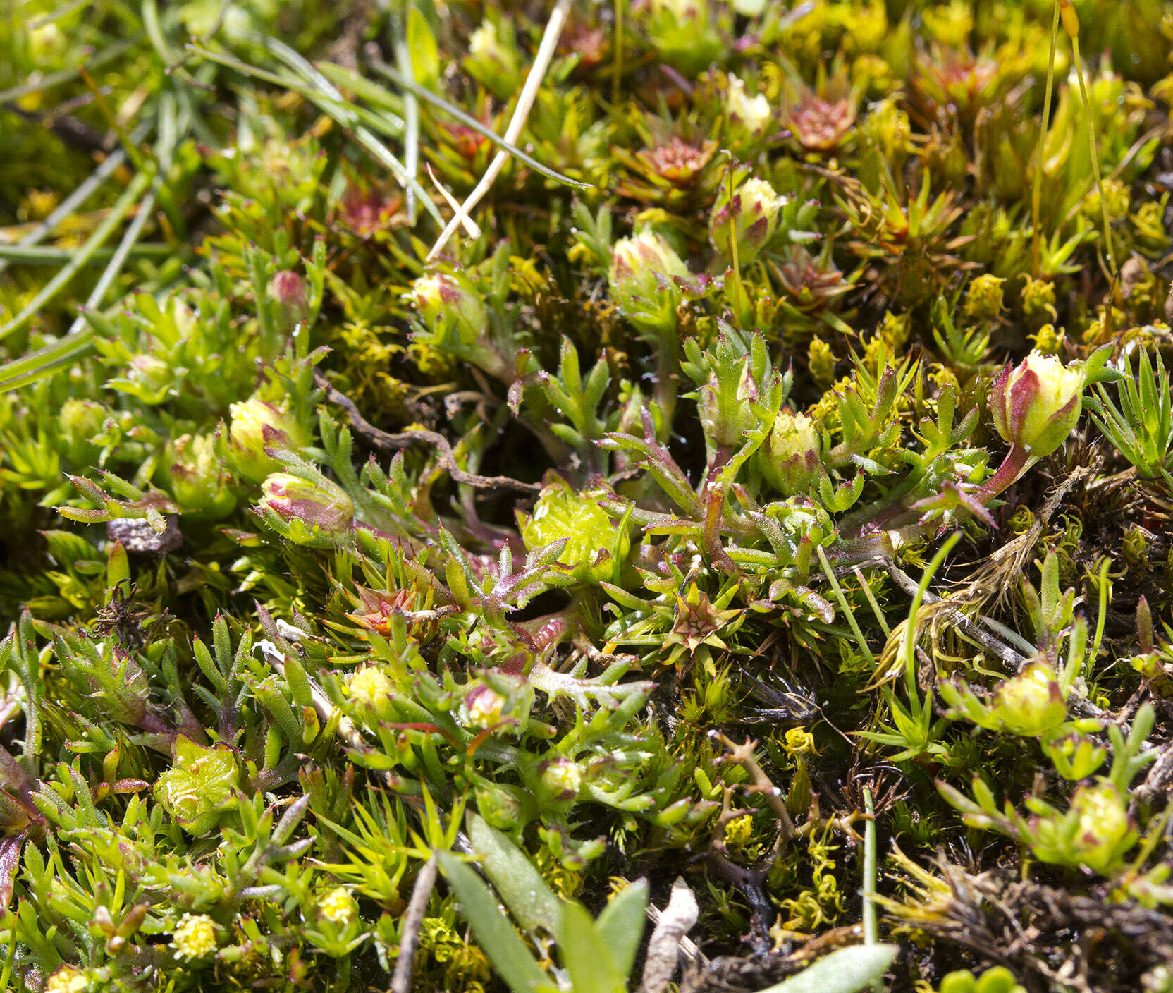 Image of Brachyscome perpusilla (Steetz) J. Black