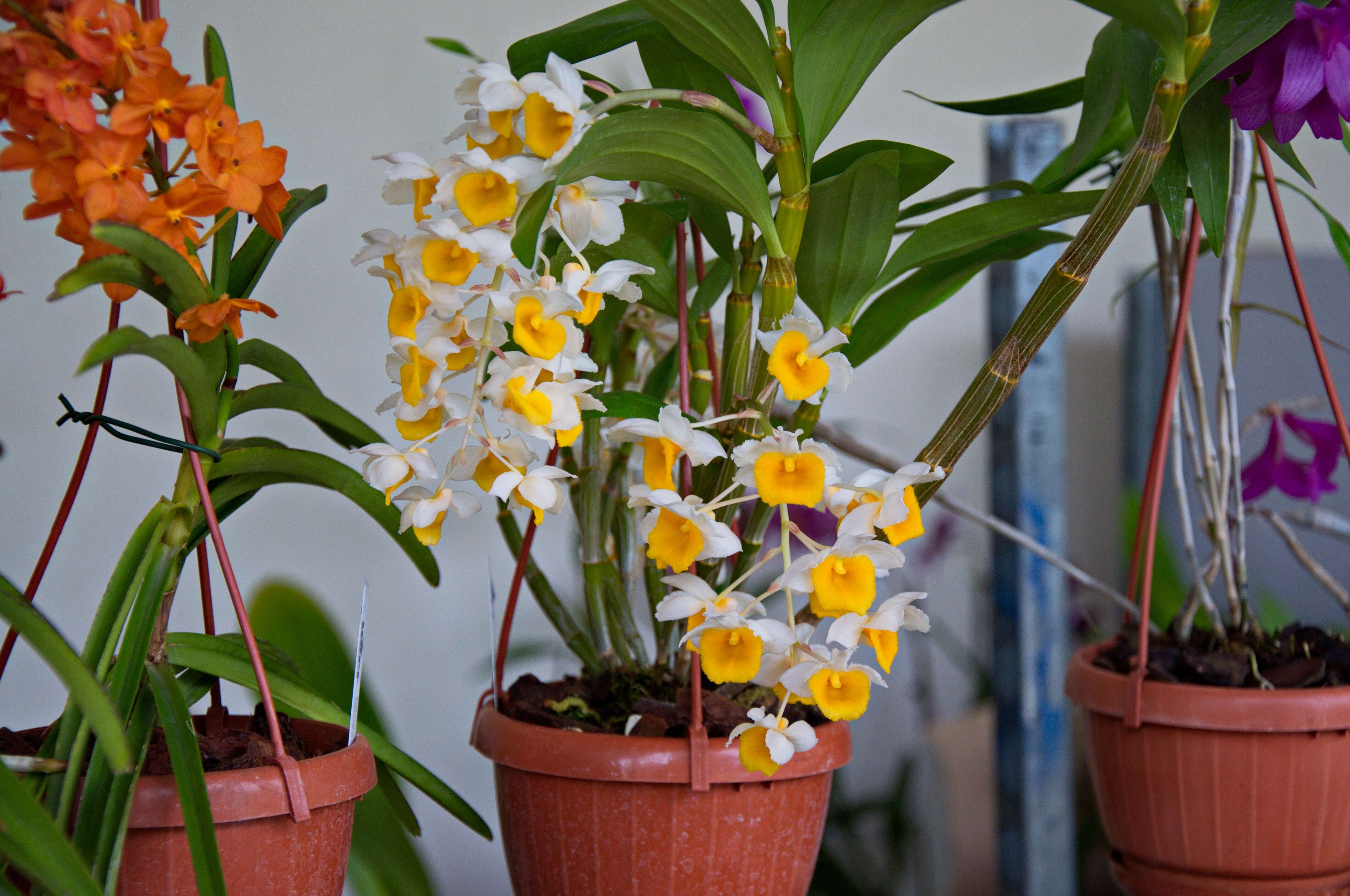 Imagem de Dendrobium thyrsiflorum B. S. Williams