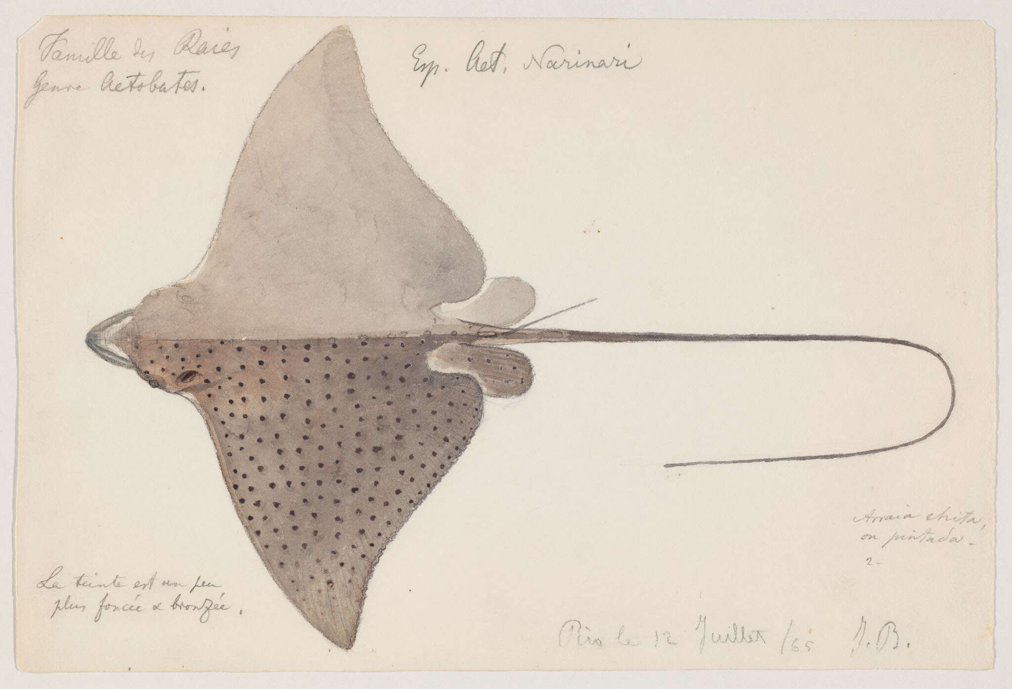 Image of Black eagle ray