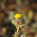 Image of Blumea oxyodonta DC.