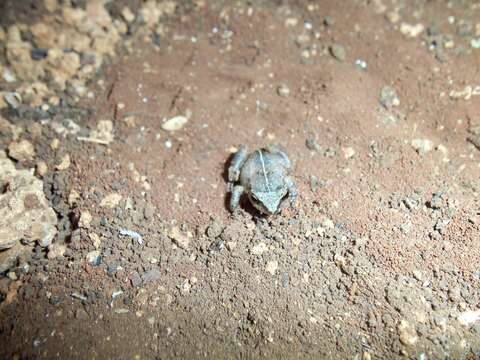 Image of Johnstone's Robber Frog