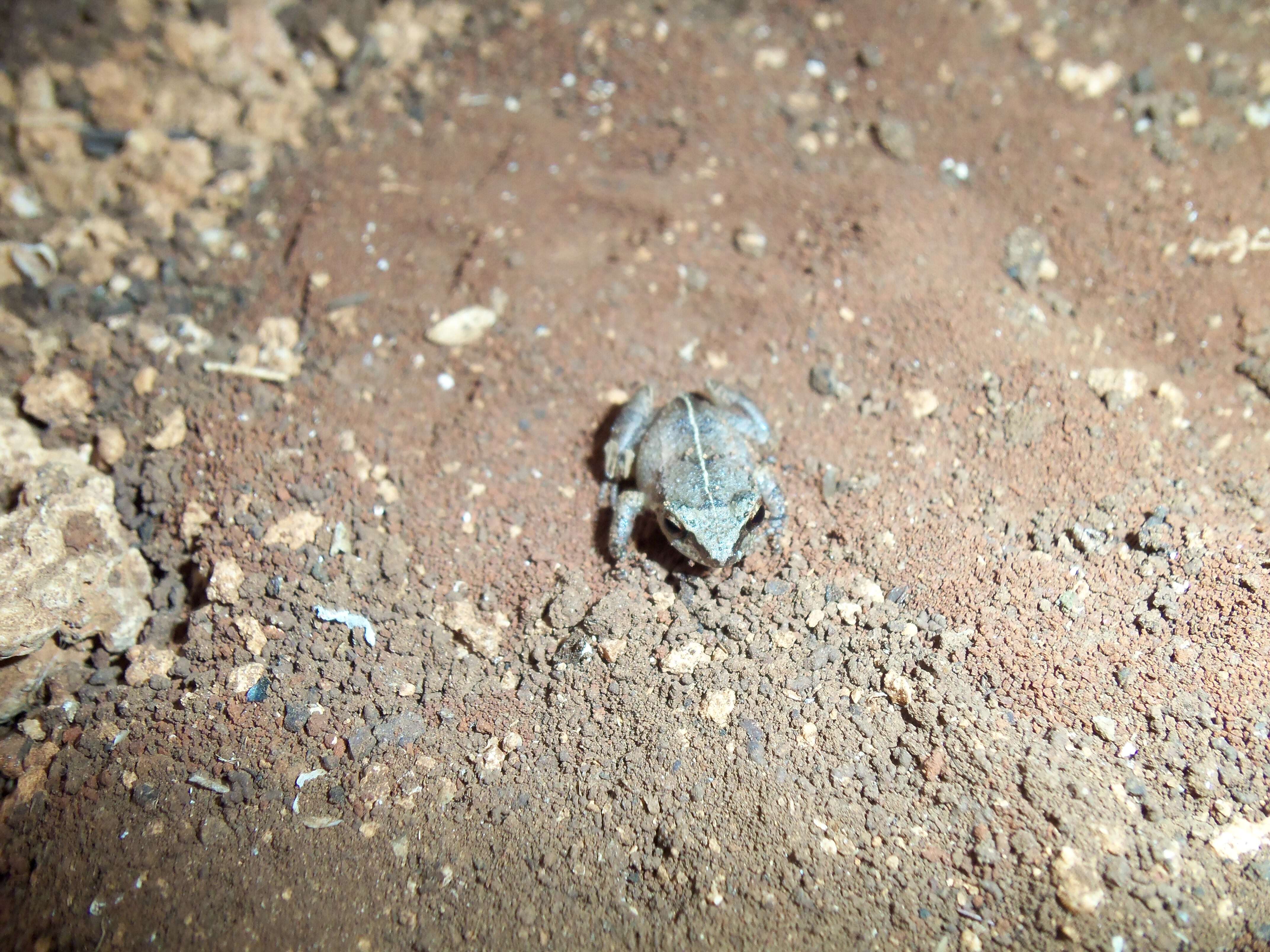 Imagem de Eleutherodactylus johnstonei Barbour 1914