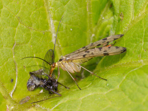 Image of common scorpionflies