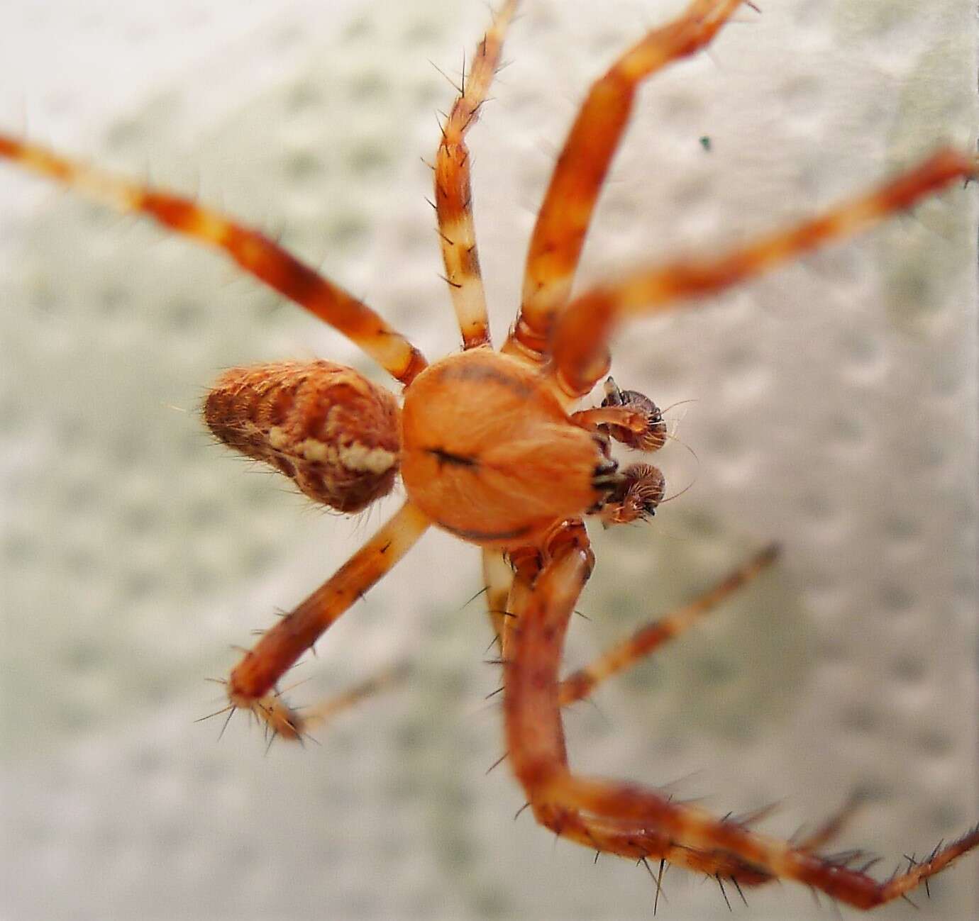 Image of Araneus