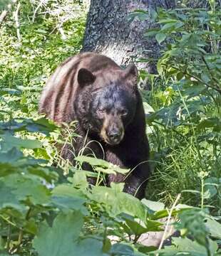 Image of American Black Bear