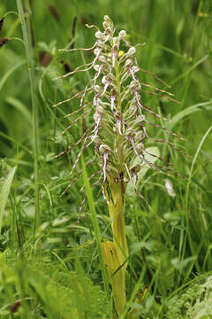 Image of Lizard orchid