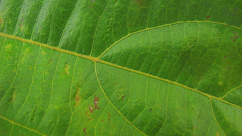 Image of propeller tree family