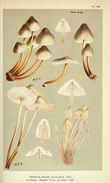 Image of Mycena alcalina (Fr.) P. Kumm. 1871