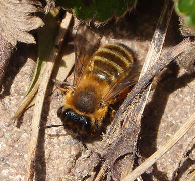 Andrena nigroaenea (Kirby 1802) resmi