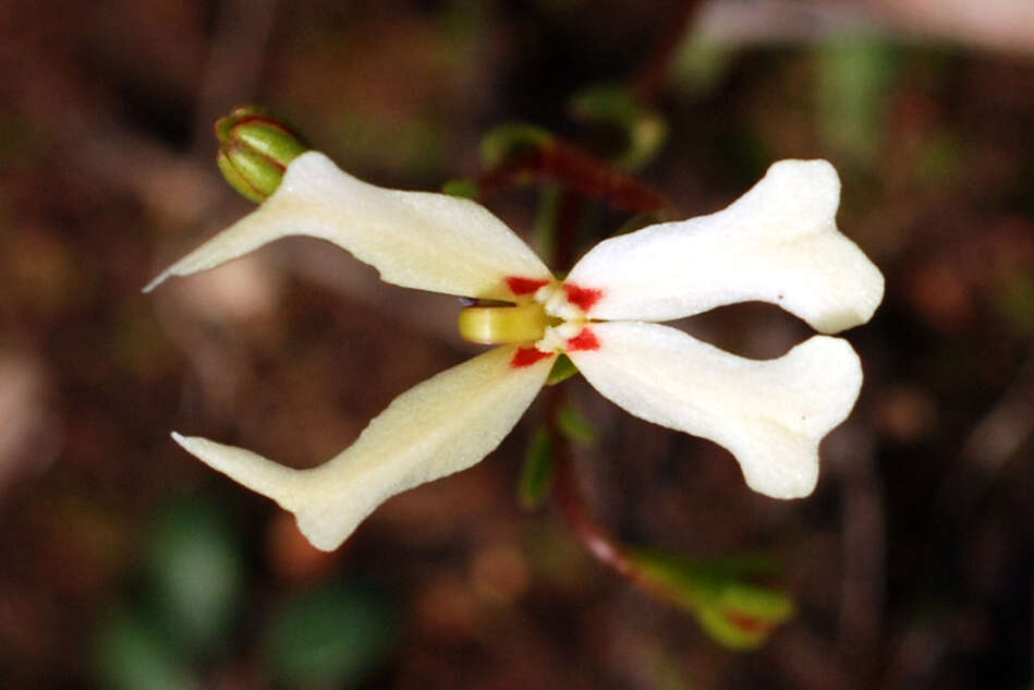 Sivun Stylidium emarginatum Sonder kuva