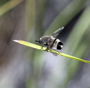 Image of Meomyia sericans (Macquart 1850)