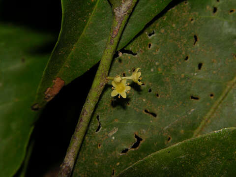 Image of Maytenus guyanensis Klotzsch ex Reissek