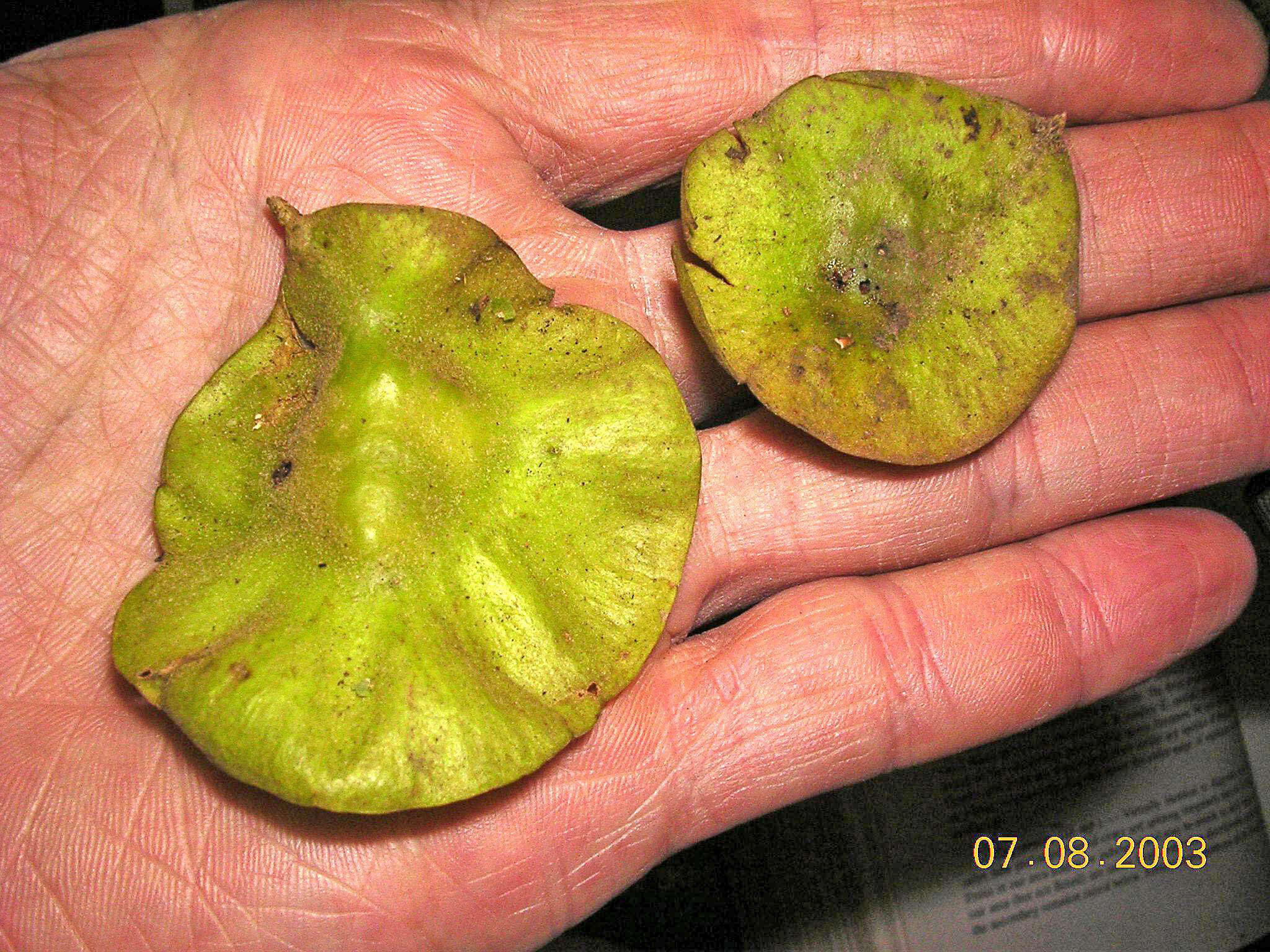 Image of pterocarpus