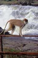 Image of Patas Monkey