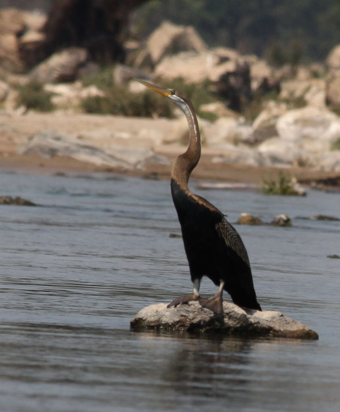 Image of anhingas and darters