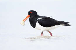 Image of Australian Pied Oystercatcher