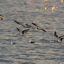 Image of Banded Stilt