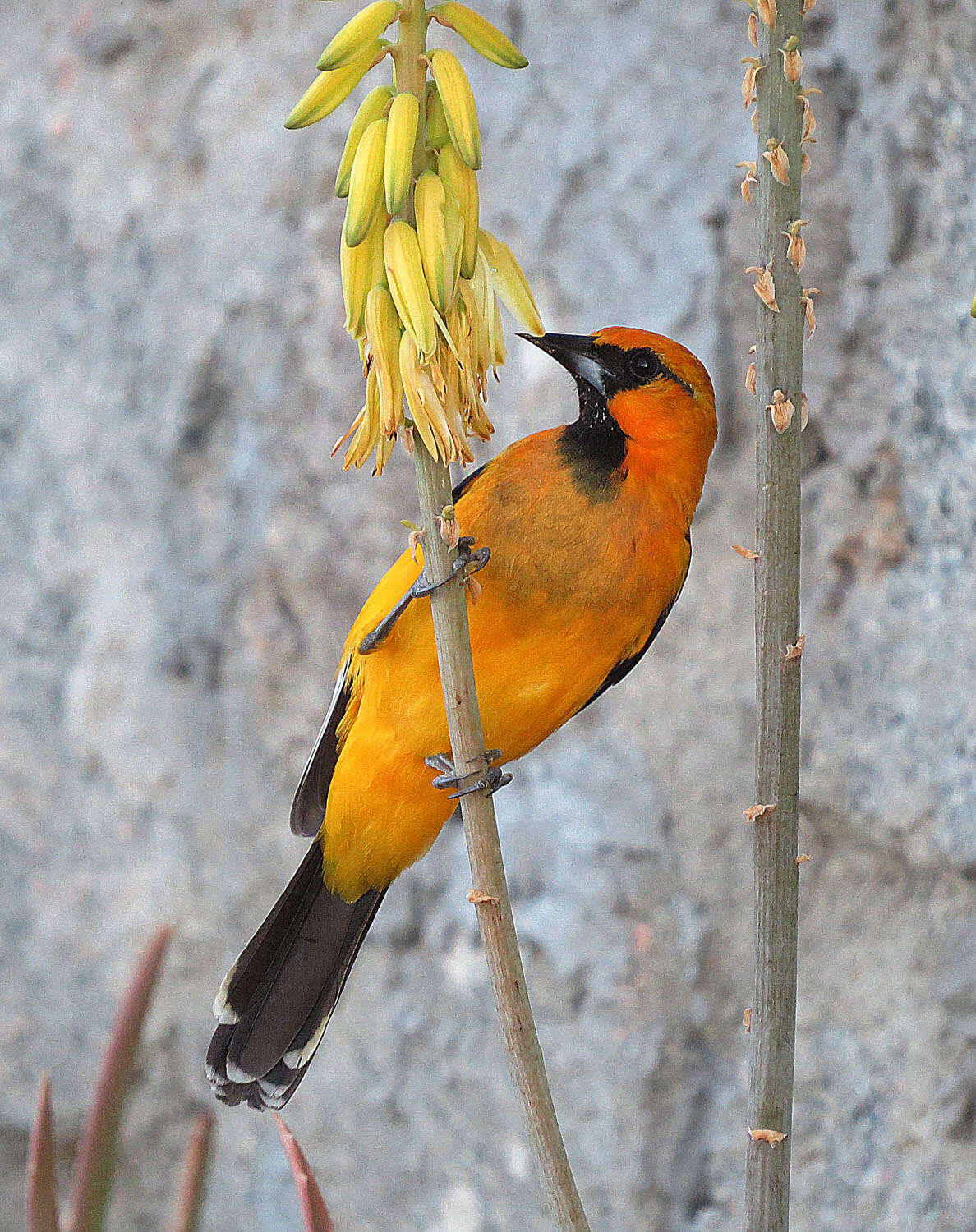 Icterus pustulatus formosus Lawrence 1872 resmi