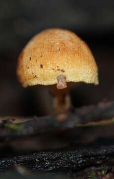 Image of Pholiota