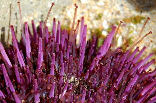 Image of Purple sea urchin