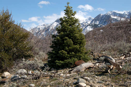 Image of white fir