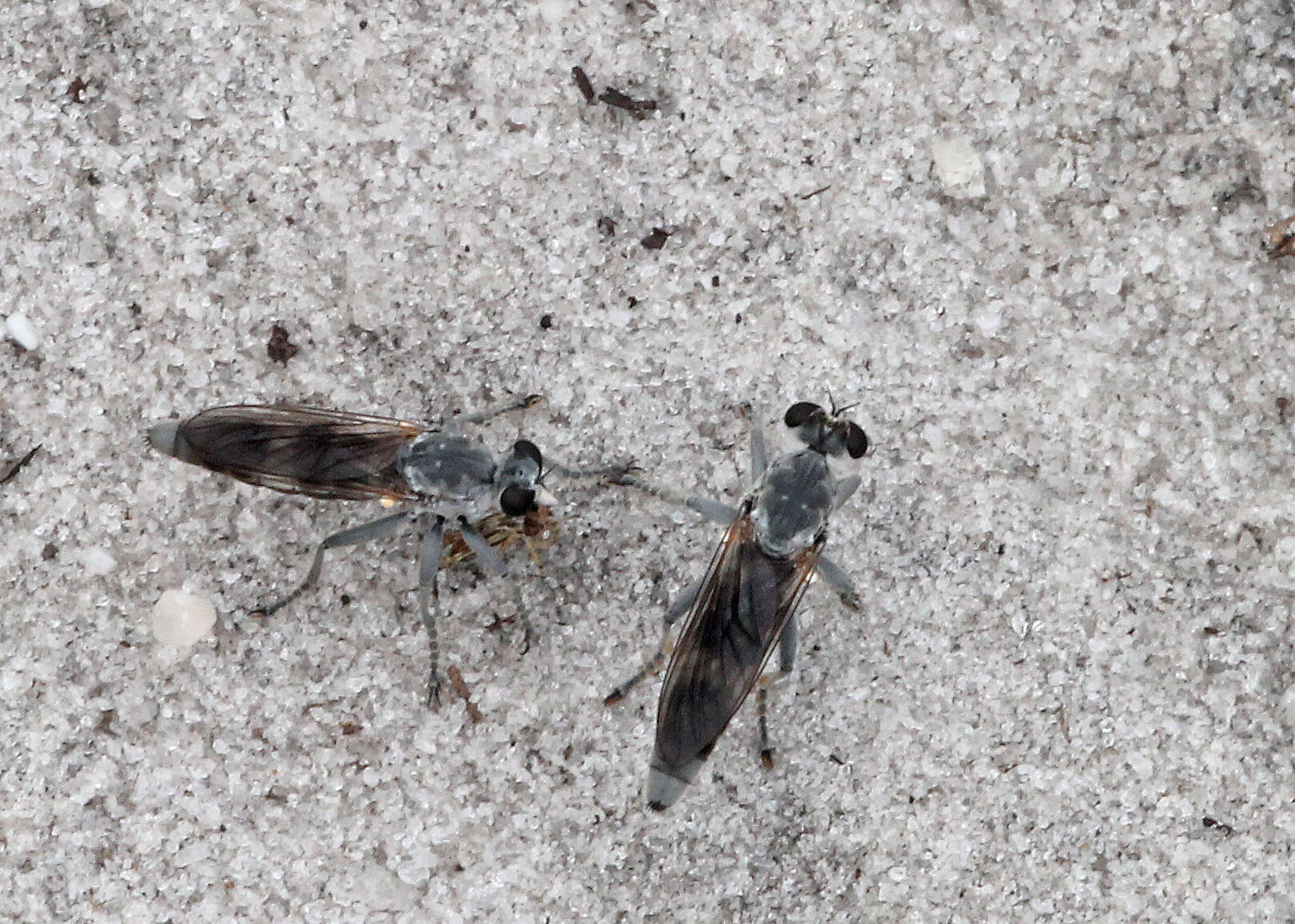 Image of Three-banded Robber Fly