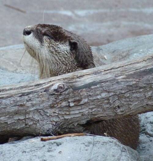 Image of Small-clawed otter