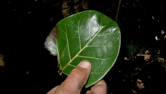 Ficus cyclophylla (Miq.) Miq.的圖片