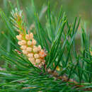 Plancia ëd Pinus sylvestris L.