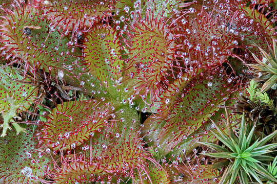 Image of Drosera whittakeri Planch.